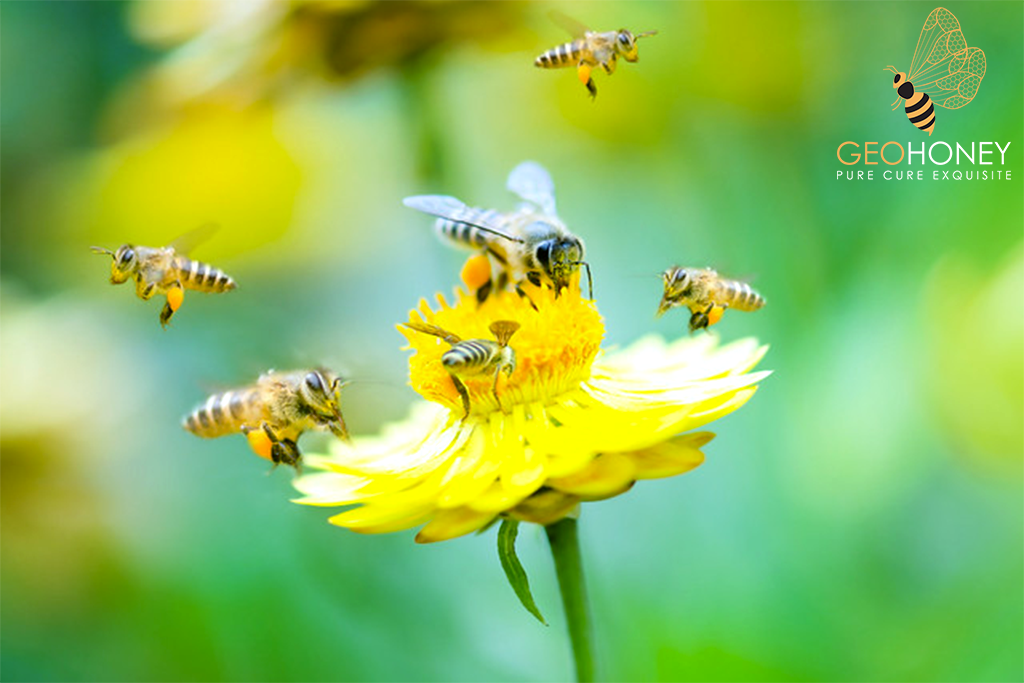 An illustration of honey bees exchanging information about the location of food sources through their "waggle dance."